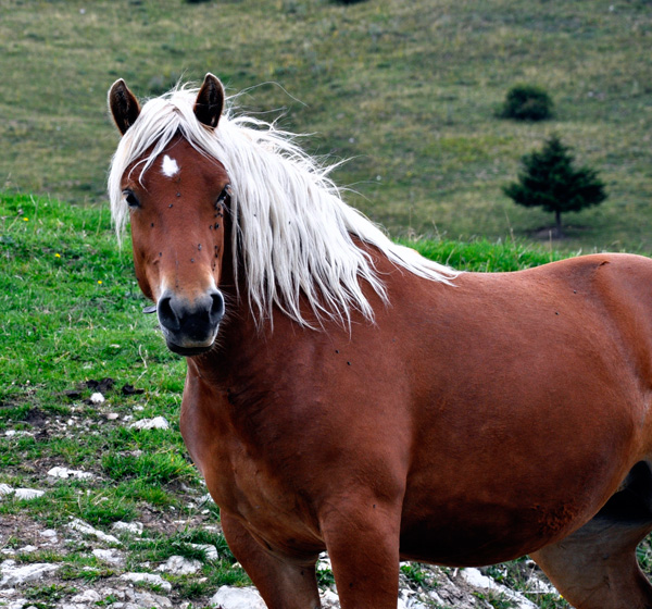 20120213214249_lion_avoldoire 20120213214249_lion_avoldoire