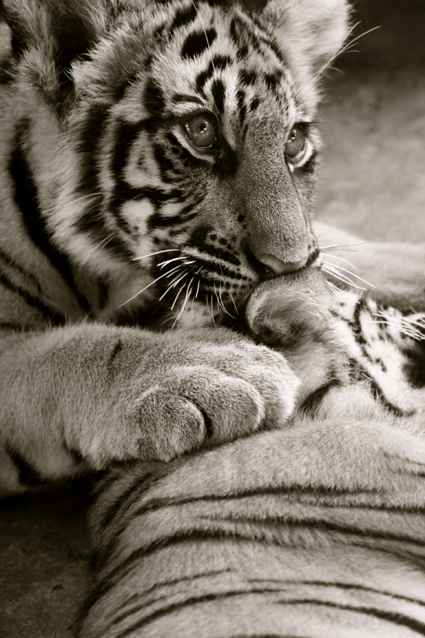 20120213230505_img_7685_2 20120213230505_img_7685_2