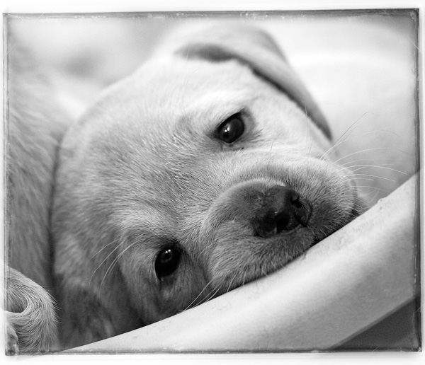 20120213230506_chiot_2008_11_115 20120213230506_chiot_2008_11_115