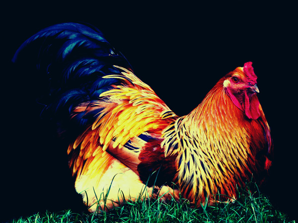 20120214001952_coq 20120214001952_coq