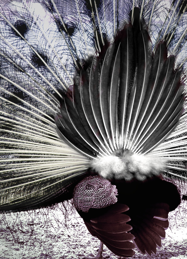 20120214002421_de_dos 20120214002421_de_dos