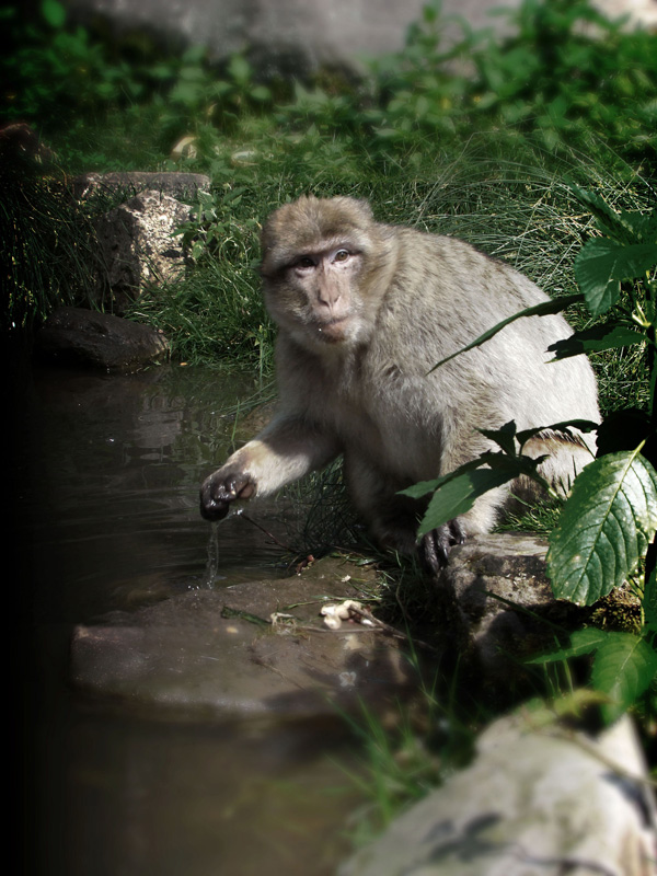 20120214002710_singe_2 20120214002710_singe_2