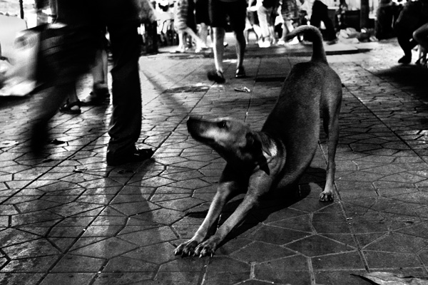 20120214003405_chier_errant 20120214003405_chier_errant