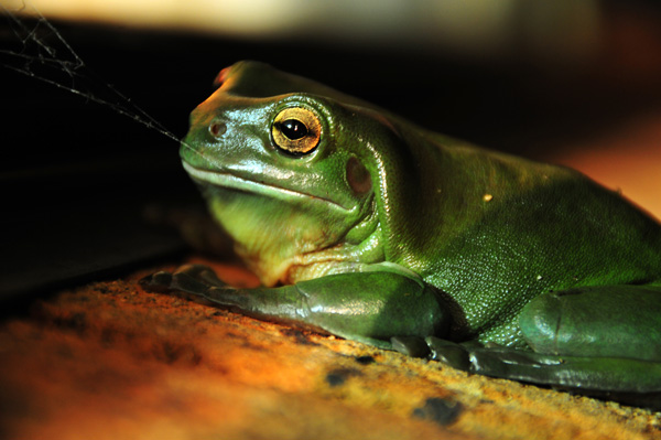 20120214064504_croooac 20120214064504_croooac