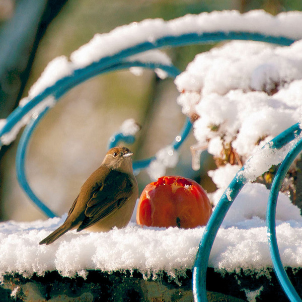 20120214083552_2012_02_01_09_43_55_neige_saint_jeannet 20120214083552_2012_02_01_09_43_55_neige_saint_jeannet