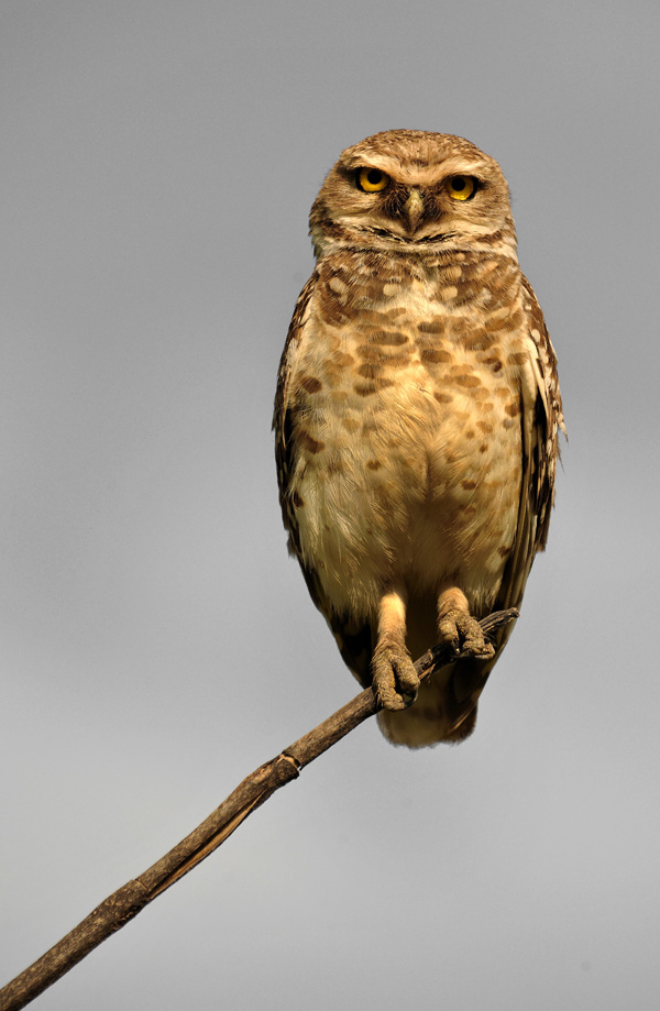 20120214084805_mri__chouette 20120214084805_mri__chouette