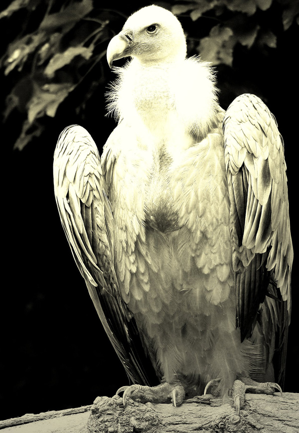 20120214091152_vautour_nb 20120214091152_vautour_nb