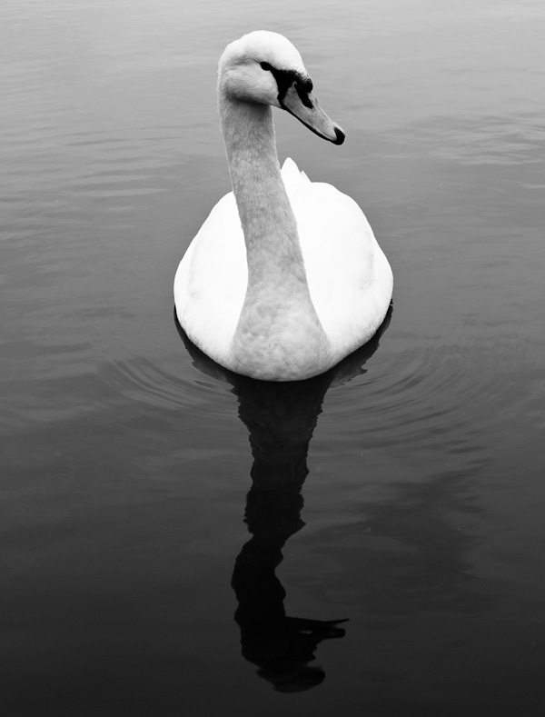 20120214092345_cygne_reflet_n_b 20120214092345_cygne_reflet_n_b