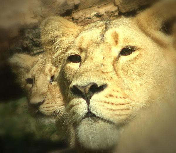 20120214093036_lionne_et_petit 20120214093036_lionne_et_petit