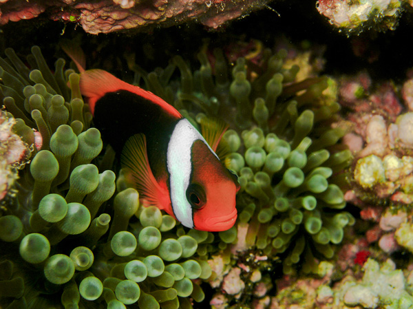 20120214094320_australie_2 20120214094320_australie_2