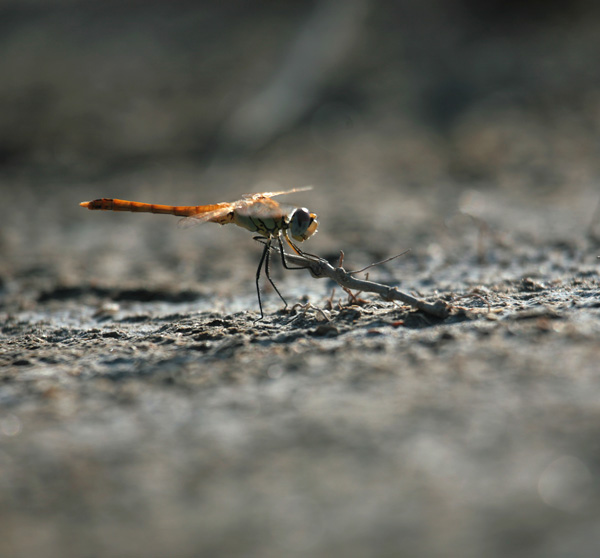 20120214095139_img_2130_ 20120214095139_img_2130_