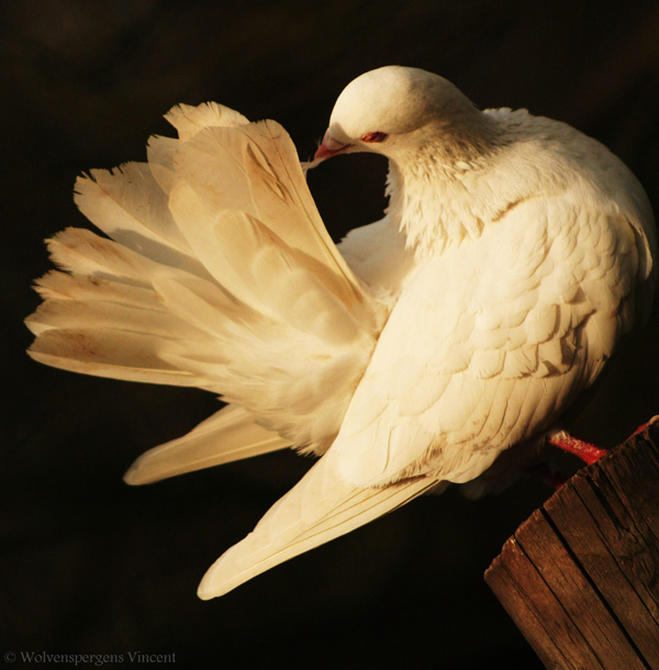 20120214095405_img_1068_40 20120214095405_img_1068_40