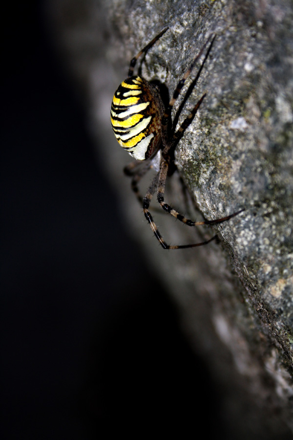 20120214095620_arachnophobie 20120214095620_arachnophobie