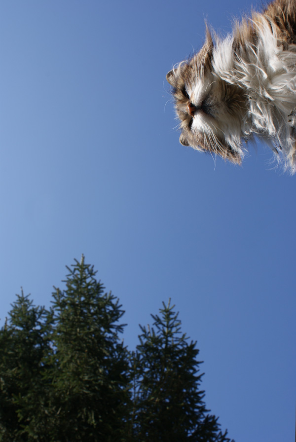 20120214101135_lechatducoin 20120214101135_lechatducoin