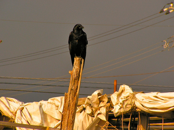 20120214103257_pict02062_2 20120214103257_pict02062_2