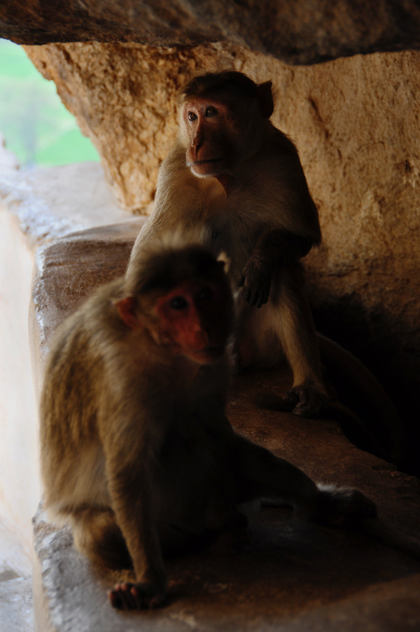 20120214113531_dsc_1072_dreamofmonkey 20120214113531_dsc_1072_dreamofmonkey