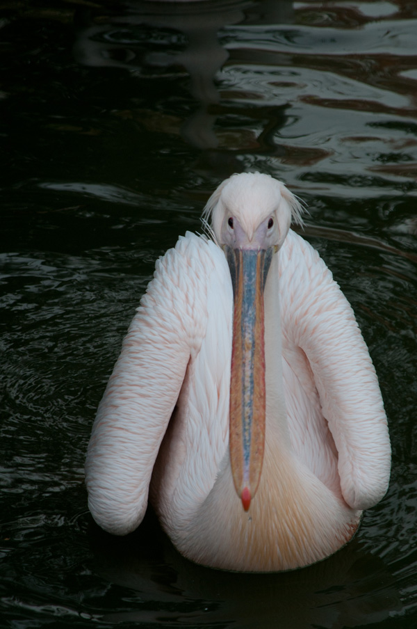 20120214121754_dsc_9489cp 20120214121754_dsc_9489cp