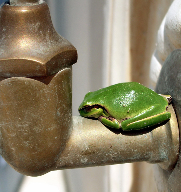 20120214130449_grenouille_oleron_jacques_revon 20120214130449_grenouille_oleron_jacques_revon