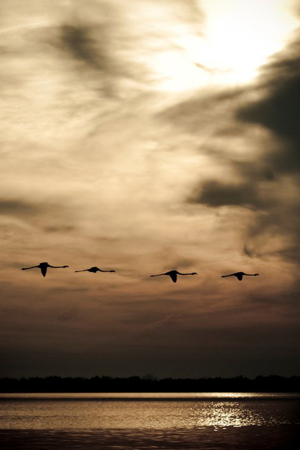 20120214135831_camarguecp 20120214135831_camarguecp