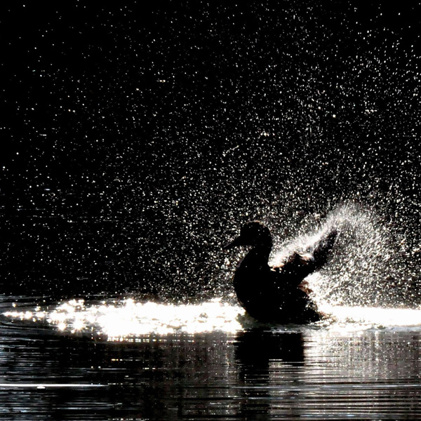 20120214145451_canard_au_canal 20120214145451_canard_au_canal