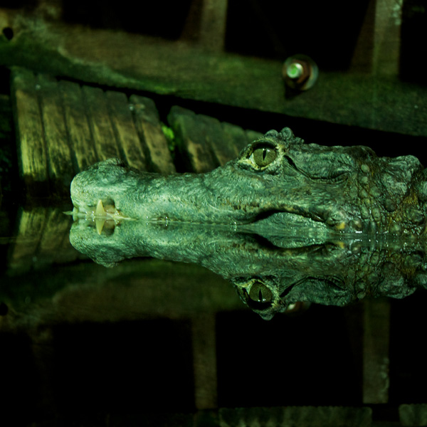 20120214163822_cayman 20120214163822_cayman