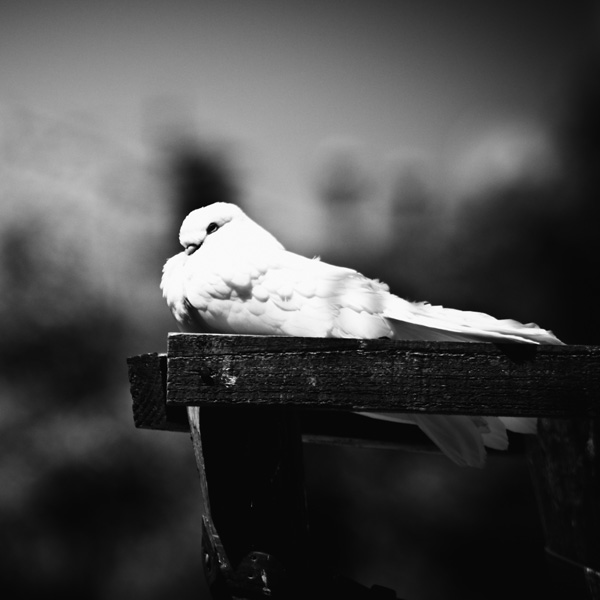 20120214174307_pigeon_modifier_1 20120214174307_pigeon_modifier_1