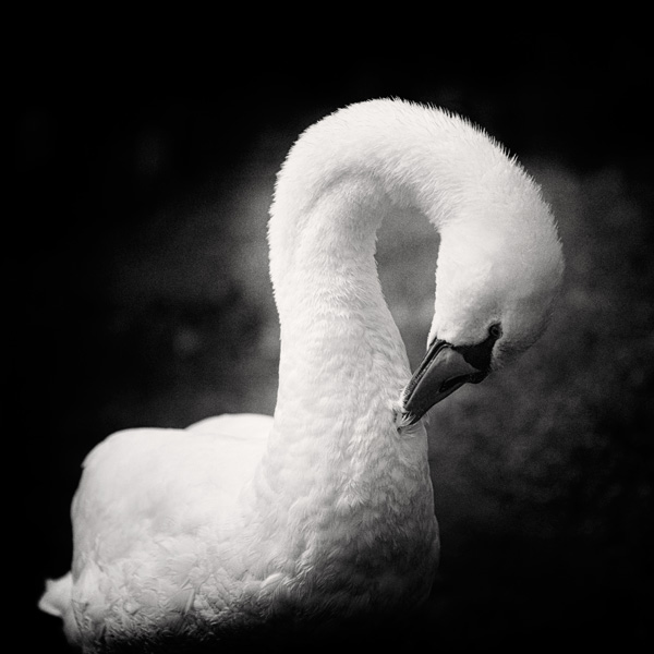 20120214174456_cygne_blanc_sur_fond_noir