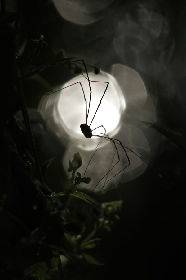 20120214182042_opilion 20120214182042_opilion