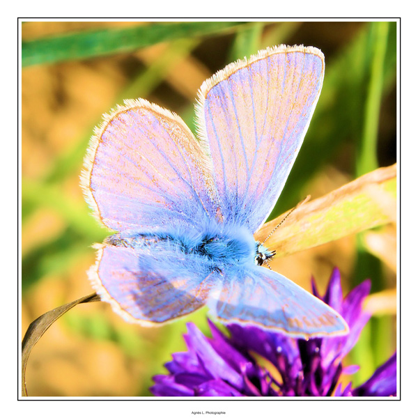 20120214191305_20100807_966d__resolution_originale_ 20120214191305_20100807_966d__resolution_originale_