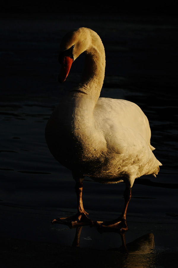 20120214193810__dsc1643 20120214193810__dsc1643