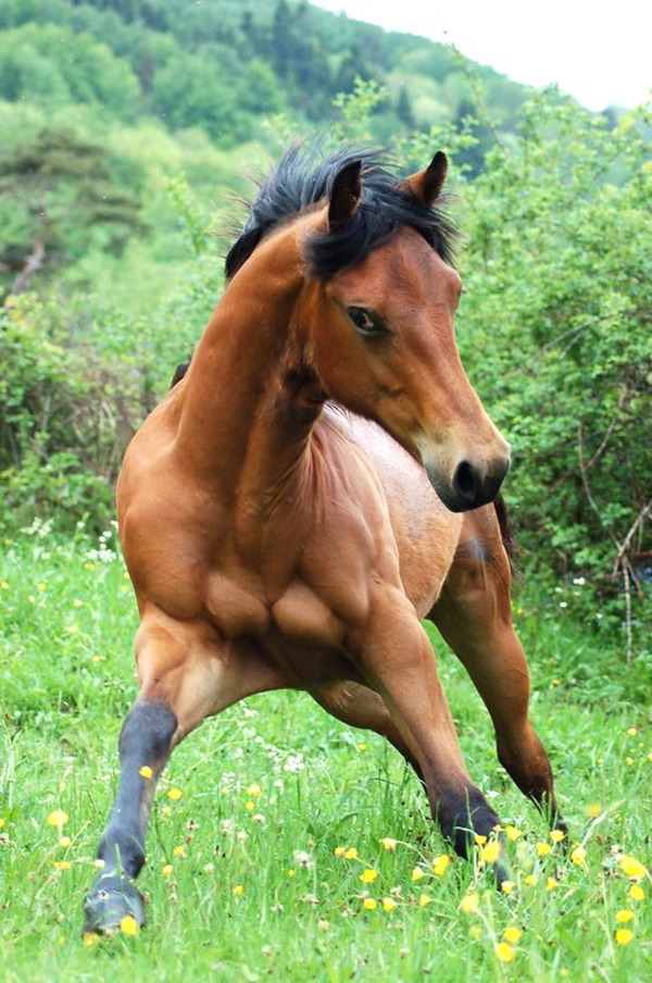 Montessima_fabien_sirit-2 Montessima_fabien_sirit-2