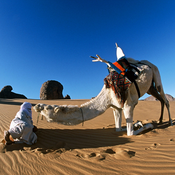 20120213111117_un_touareg_et_son_chameau_algerie 20120213111117_un_touareg_et_son_chameau_algerie