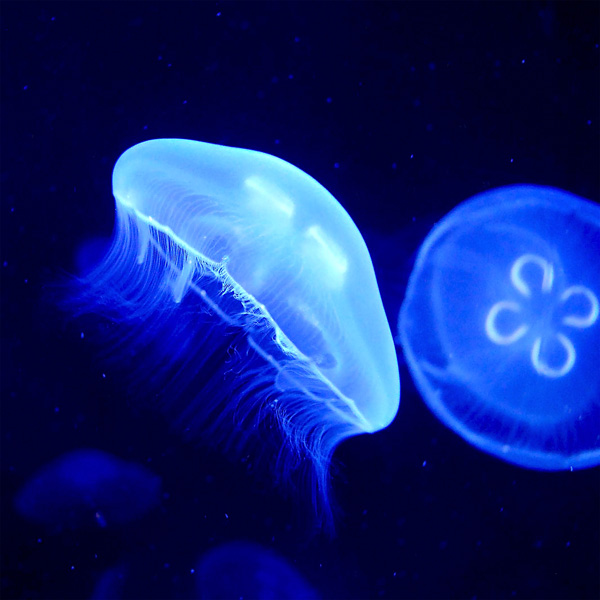 20120213204231_meduse 20120213204231_meduse