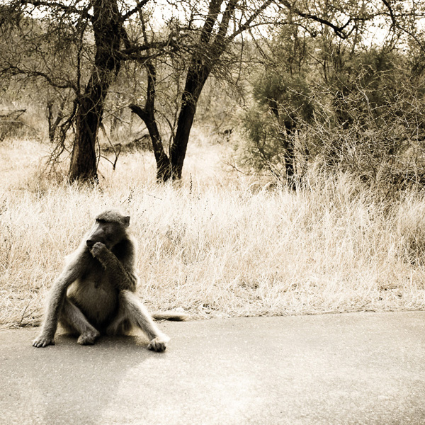 20120214011705_singe 20120214011705_singe