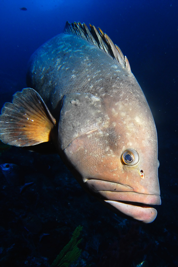 20120214074509_merou___philippe_aboulin 20120214074509_merou___philippe_aboulin