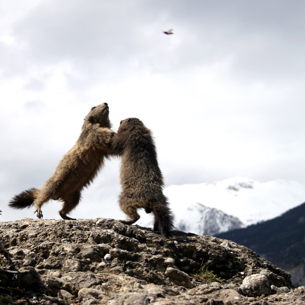 20120214092404_marmo_a 20120214092404_marmo_a