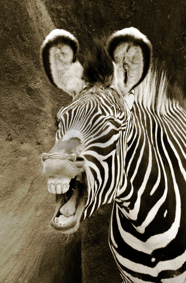 20120214102153_zebre1 20120214102153_zebre1