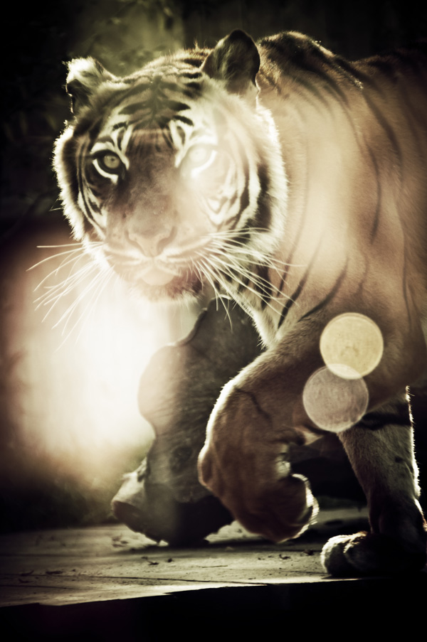 20120214135939_boucher_anais 20120214135939_boucher_anais