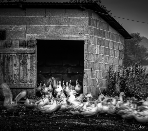 20120214160948_canardsr 20120214160948_canardsr