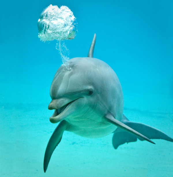 20120214181825_a_bubble___10_04_2011___15h58___01 20120214181825_a_bubble___10_04_2011___15h58___01