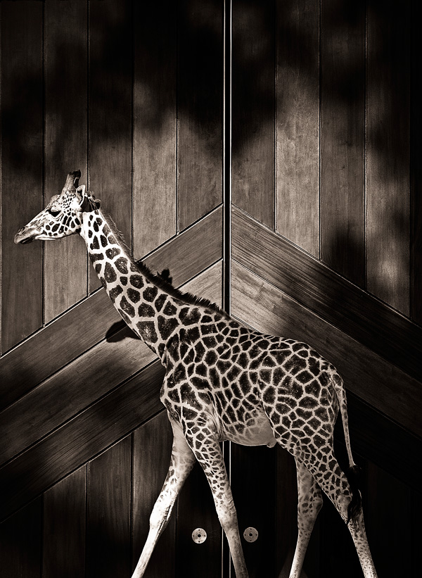 20120213220534_girafe 20120213220534_girafe