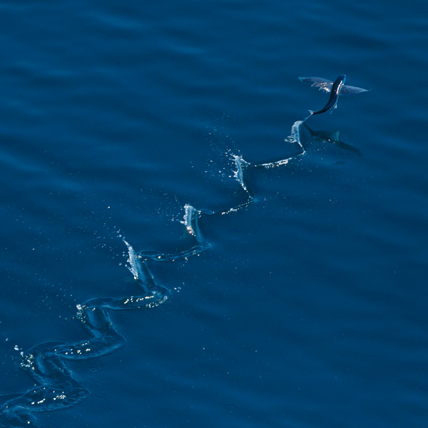 20120214011352_k3_flyingfish_hd 20120214011352_k3_flyingfish_hd