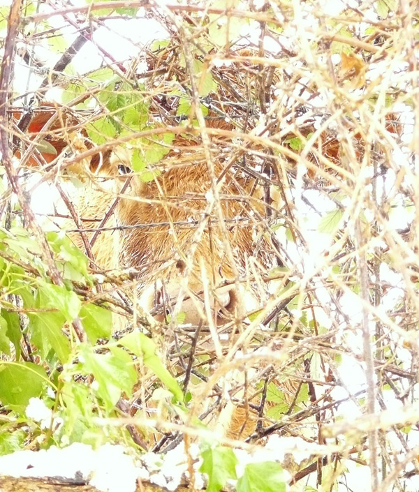 20120214203418_camouflage_2 20120214203418_camouflage_2