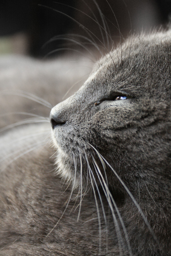 20120215102025_felin 20120215102025_felin