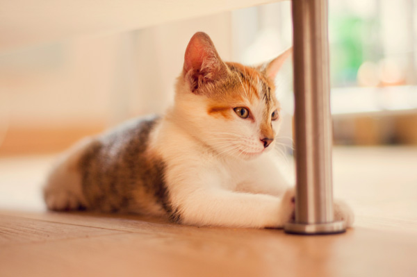 20120215123343_corsiclement_sauvagement_zen 20120215123343_corsiclement_sauvagement_zen