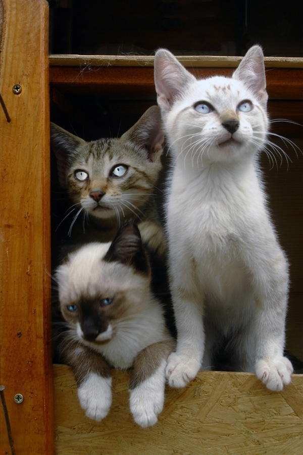 20120215232211_1_letrio 20120215232211_1_letrio