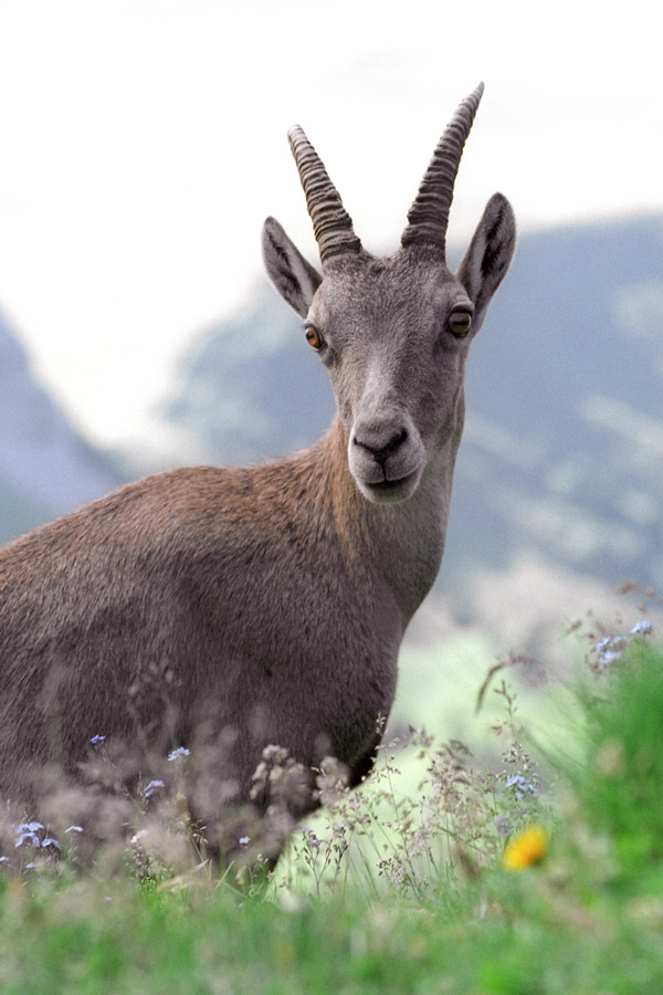 20120214194151_christophe_tat_bouquetin06_col_de_balafrasse 20120214194151_christophe_tat_bouquetin06_col_de_balafrasse