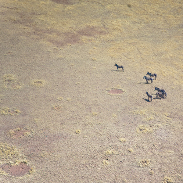 20120214204708_animal_pierre_alivon 20120214204708_animal_pierre_alivon