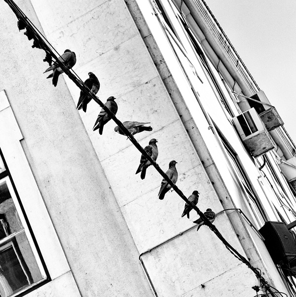 20120214205743_lx5_birds_on_a_wire_1020074 20120214205743_lx5_birds_on_a_wire_1020074