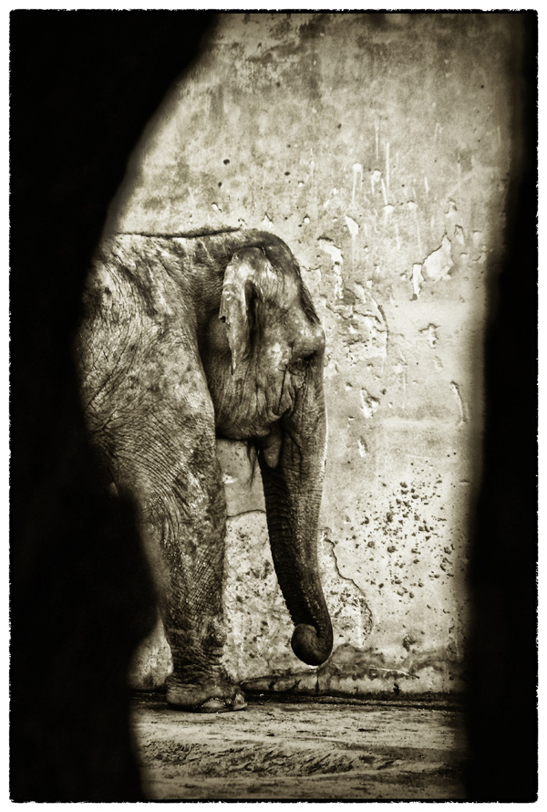 20120214224356_elephant_0808 20120214224356_elephant_0808